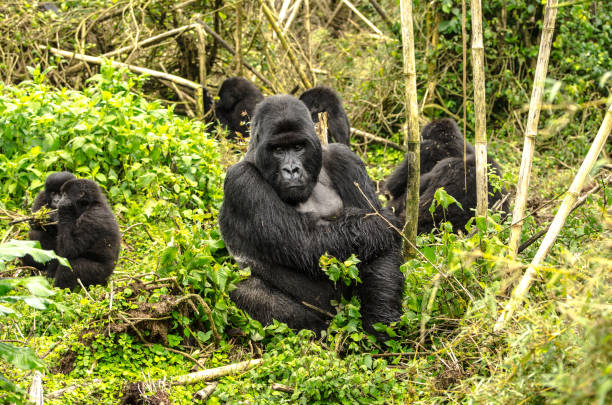 Gorilla Family In Rwanda